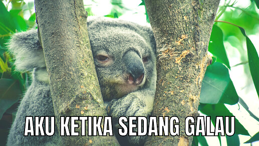 Introvert Koala Simple Photo And Text Meme